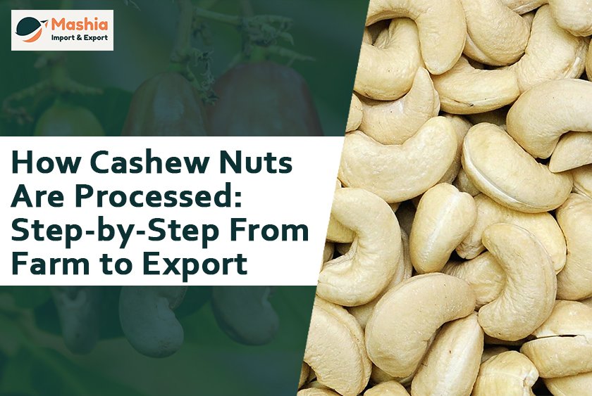 How Cashew Nuts Are Processed: Step-by-Step From Farm to Export